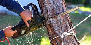 How Our Tree Care Process Works  in  Concord, CA