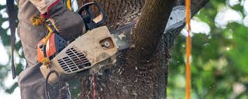 Professional Tree Care in Concord, CA