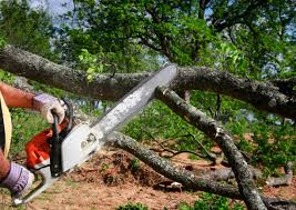 Best Tree Cabling and Bracing  in Concord, CA
