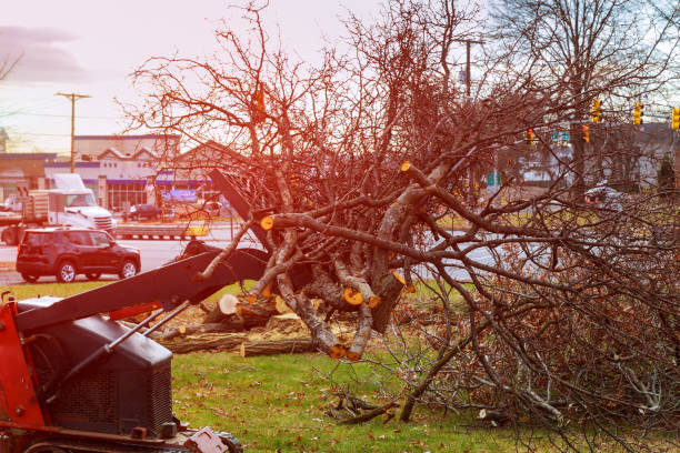 Best Commercial Tree Services  in Concord, CA