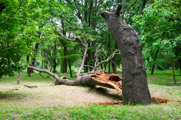  Concord, CA Tree Care Pros