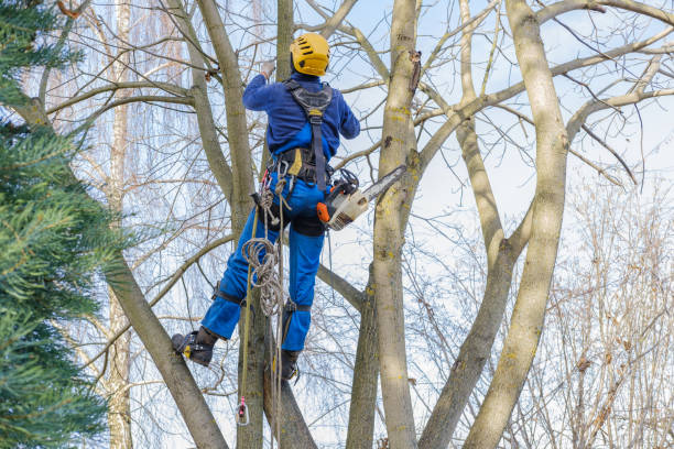 Best Seasonal Cleanup (Spring/Fall)  in Concord, CA