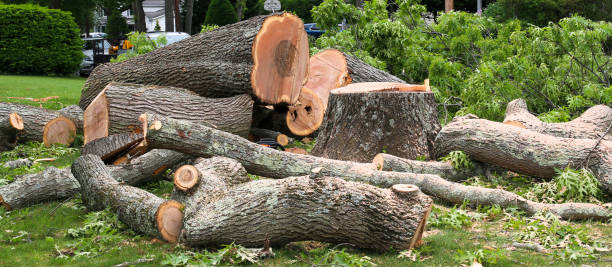 Best Arborist Consultation Services  in Concord, CA