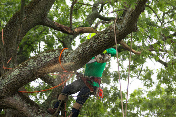 Best Tree Trimming and Pruning  in Concord, CA