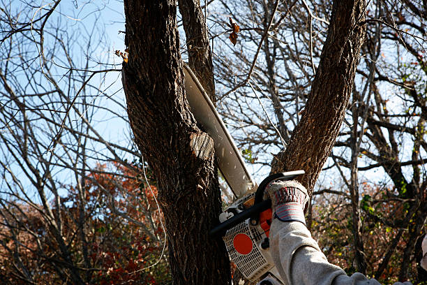 Best Fruit Tree Pruning  in Concord, CA