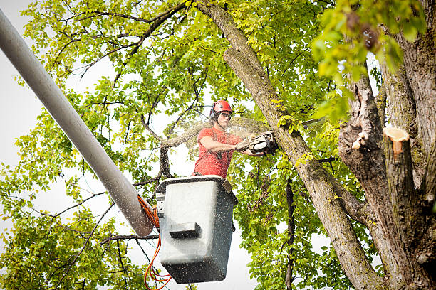 Best Tree Health Inspection  in Concord, CA