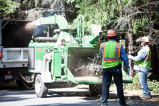 Best Weed Control  in Concord, CA