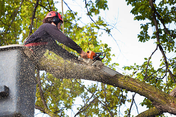 Best Emergency Tree Removal  in Concord, CA