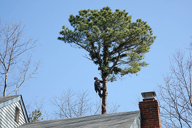 Best Tree Mulching  in Concord, CA