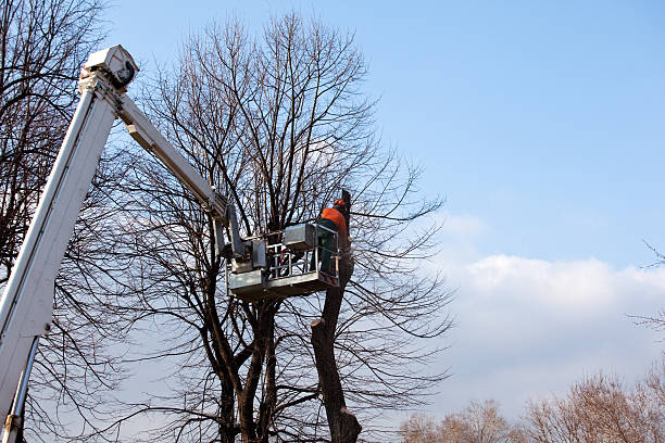 Best Storm Damage Tree Cleanup  in Concord, CA