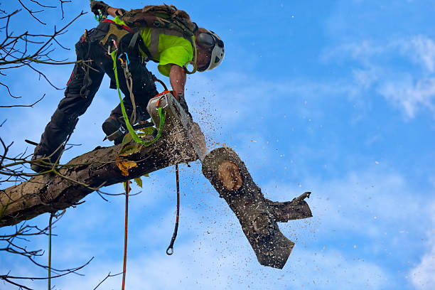 Best Utility Line Clearance  in Concord, CA
