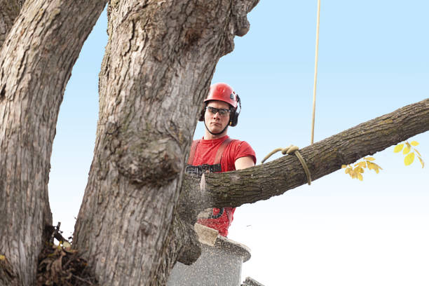 Best Hedge Trimming  in Concord, CA